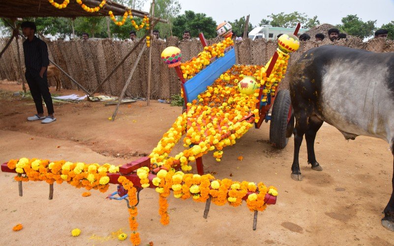 Pongal Celebrations 2026